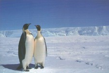 Emperor Penguins in Antarctica, Snow Ice Cold, Bird PC -- Modern Animal Postcard picture