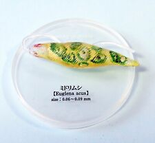 Takara Tomy ARTS Creature encyclopedia Microbe mini figure Euglena US seller New picture