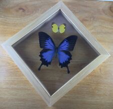 Real Framed Butterflies Large Swallowtail & Grass Yellow Butterfly picture