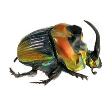 Phanaeus imperator MALE red orange green scarab dung beetle Argentina PINNED picture