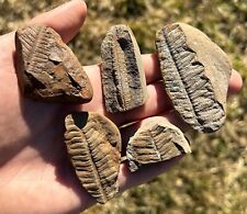 Mazon Creek Fossil Ferns LOT OF 5 Illinois NICE Plant Leaf Pennsylvanian Age picture