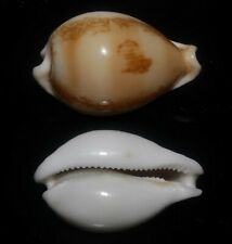 Seashells Cypraea hirasei COWRY 48mm F+++/GEM Marine Specimen Limited Quantity  picture
