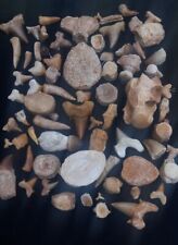 LOT OF 72 PCs Best Quality Collection ASSORTED FOSSILS From Morocco Fossilized picture