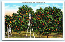 New Orleans LA Picking Oranges Orchard Vintage Postcard F13 picture