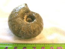Ammonite fossil mine rough Nautiloid Cambrian Madagascar 4.5 inch nn5 picture
