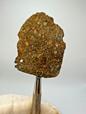 NWA 17756 LL3 Meteorite 21.7 Gram End Slice (Subtype 3.3) Abundant Chondrules picture