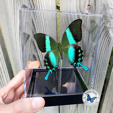 Real 3D Framed Butterfly: Majestic Green Swallowtail - Table Top  picture