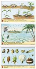 LAVAZZA COFFEE - Complete Series 228 - Dispersal of Seeds (6 cards) picture