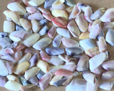 100 Coquina Seashells Hand Picked & Washed From Sanibel For Crafts &  Shell Art picture