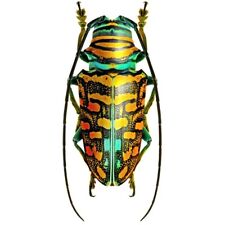 Sternotomis amabilis orange green longhorn beetle Africa unmounted packaged picture