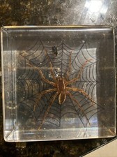 2.9" Real Golden Spider on Web w/ Fly in Clear Lucite Resin Science Education picture
