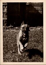 Vtg Found B&W Photo 1950 Dog Running Pet Retro Animal Canine Outdoors K9 picture