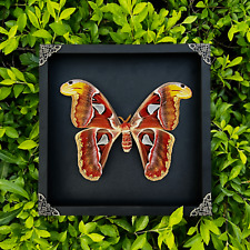 Atlas Moth Framed Handmade Wall Hanging Decor Taxidermy Dried Insect Artwork picture