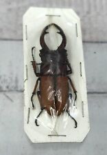 Lucanidae beetle Prosopocoilus astacoides cinnamomeus Taxidermy West Java Bug picture