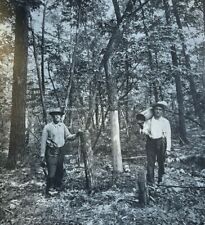 1914 Remaking the Appalachians Government Forestry illustrated picture