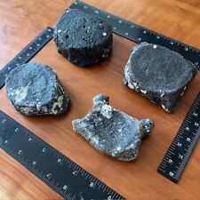Assorted Fossilized Whale Vertebrae | (1 Fossil Per Purchase) picture