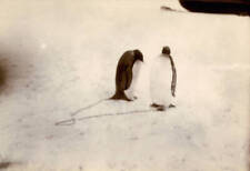Emperor penguins bound together Antarctica 1901 OLD PHOTO picture