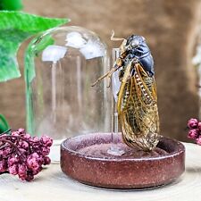 P58b Cicada Glass Dome Display Taxidermy entomology insect bug locust specimen picture