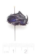 Phanaeus quadridens minor male REAL BLUE DUNG BEETLE Guatemala PINNED picture