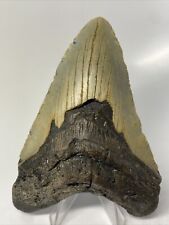 Megalodon Shark Tooth 4.65” Real - Beautiful Fossil - Natural 11826 picture