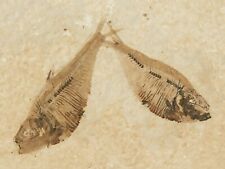 TWO 50 Million Year Old Diplomystus FISH Fossils From Wyoming 274gr picture