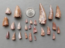 Lot of 25 Triassic Phytosaur Fossil Teeth - Chinle Formation New Mexico picture