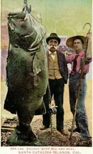 c1905 Giant 384 Pound Fish Fisherman Catalina Island California CA Postcard picture