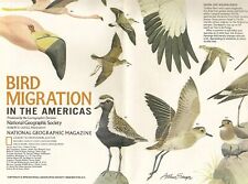 BIRD MIGRATION ROUTES Map North + South America Illustrations by Arthur Singer picture
