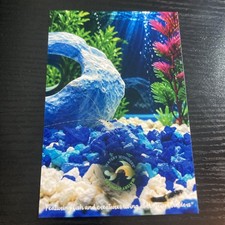 Watery Wonders Fish Aquarium Photo Postcard, Unposted Single picture