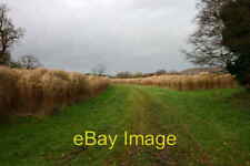 Photo 6x4 Watch Out for the Lions Yarnfield Elephant grass experimental  c2006 picture