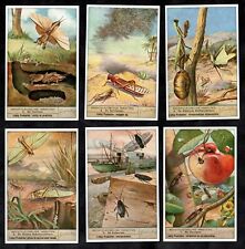 The Locust Family Card Set Liebig 1947 Insectes Orthopteres Crop Pests Plague picture