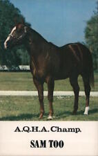 Horses A.Q.H.A. Champ Sam Too Buckingham Farms Chrome Postcard Vintage Post Card picture