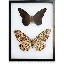 Ascalapha odorata black witch Thysania agrippina white witch moths PAIR FRAMED picture