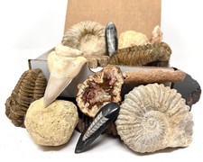 Fossil & Mineral Gift Box - Ammonite, Trilobite, Shark Tooth, Fulgurite & More picture