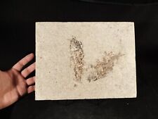 TWO 50 Million Year Old Knightia Eocaena Fish Fossils 100% Natural Wyoming 1676 picture