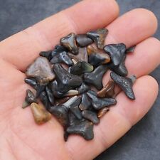 20Gr Shark Real Florida USA Tooth Teeth Fossils lot picture