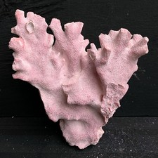 Natural Pink Fire Coral Specimen 5.5"x4.5"x2" Real Reef Rare Pink Color picture