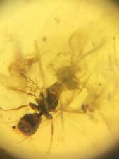 Cretaceous Flying Ant Queen (nuptial flight) Burmese Amber Insect #13 picture