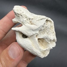 Rare Fossil Inner Ear Bone - Bone Valley, Florida Marine Mammal Fossil picture