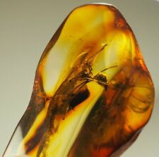 Massive Ant 10 mm. lenght in Genuine BALTIC AMBER stone 4.1 g. F42 picture