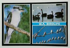 Postcard W A Birdlife Western Australia Kookaburra Black Swans Galahs A1 picture