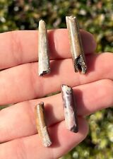 Pterosaur Flying Dinosaur Teeth LOT OF 4 from Niger Fossil Cretaceous Erlhaz Fm picture