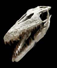 Great quality mosasaur skull - Mosasaurus beaugei - Dinosaur skull - reptile sk picture