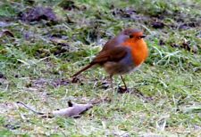 Photo 6x4 A Robin at Lossiemouth Its popularity stems from tameness, Robi c2012 picture
