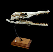 DYROSAURUS PHOSPHATICUS  Crocodile Skull Fossil   58 cm - Morocco picture