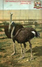 Vintage Postcard 1910 Two Sweethearts at Ostrich Farm Jacksonville FL Florida picture