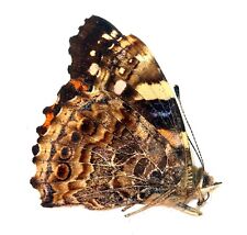 LEPIDOPTERA, NYMPHALIDAE, NYMPHALINAE, VANESSA DILECTA from INDONESIA picture