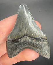 1.85” Serrated Megalodon Shark Tooth Fossil Glossy Enamel picture