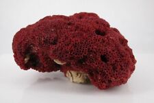 Natural Red Coral Rough,Organ pipe  Raw Marine tree sea Coral Healing Reiki 156g picture