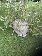 Bald Faced Hornets Nest picture